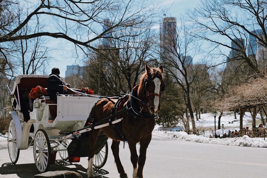 Central-Park-Tour-NYC