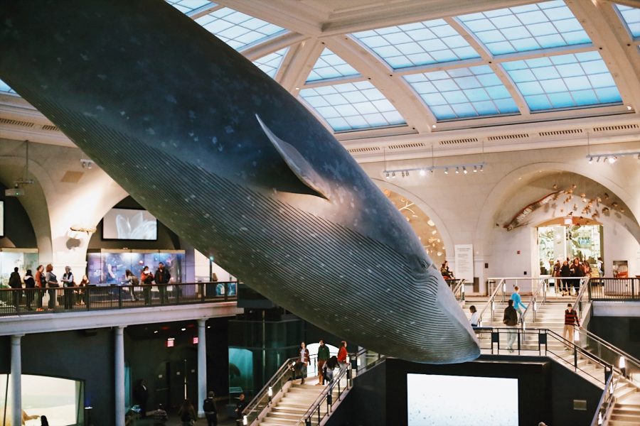 History-Natural-American-Museum-NYC-tour