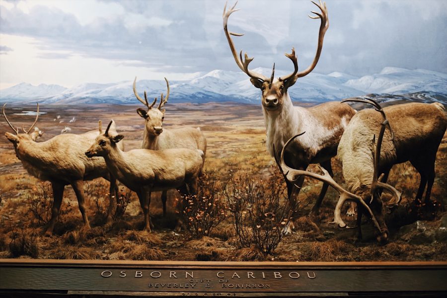 Museum-Natural-American-History-NYC-tour.jpg