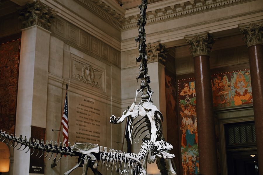 Museum-Natural-History-NYC-tour-American