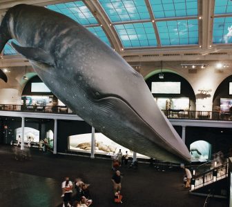 The American Museum of Natural History NYC Skip-the-Line Guided Tour – Semi-Private