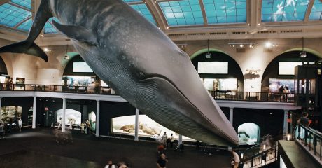 The American Museum of Natural History NYC Skip-the-Line Guided Tour – Semi-Private