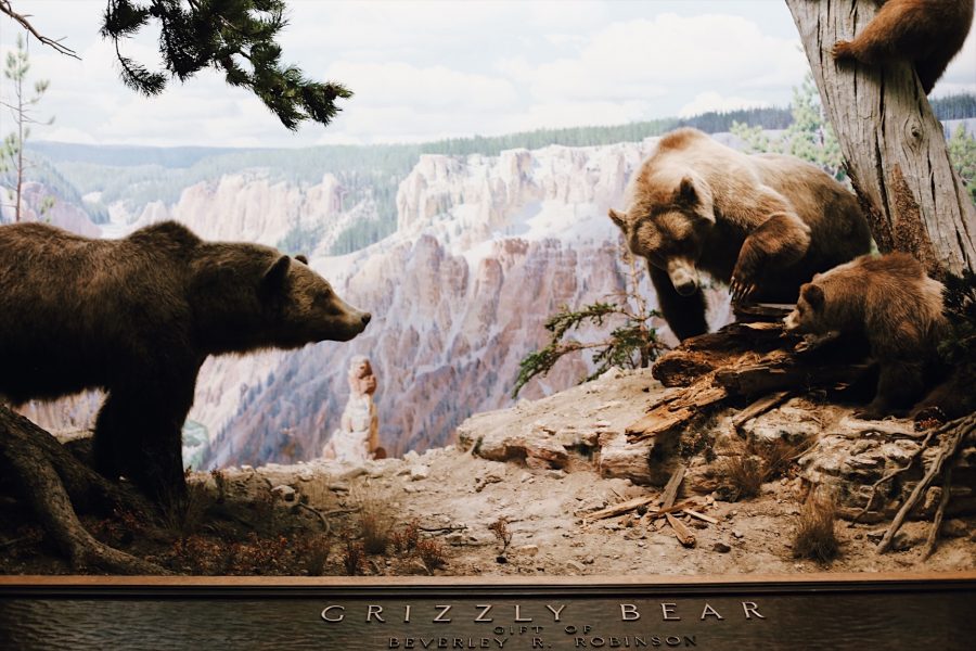 Natural-History-American-Museum-NYC-tour