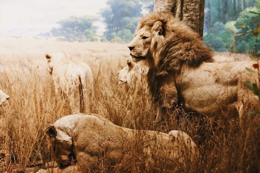 Tour-American-Museum-Natural-History-NYC